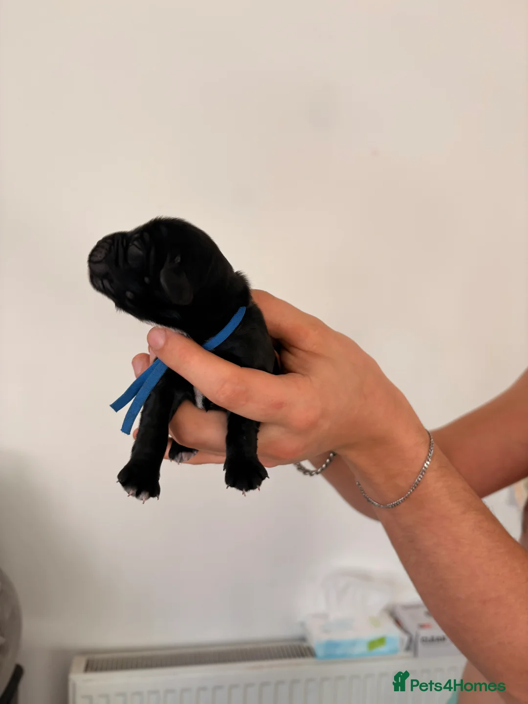 Cocker Spaniel dogs for sale: Beautiful litter of 9 cocker spaniel puppies 🥰 - Advert 4