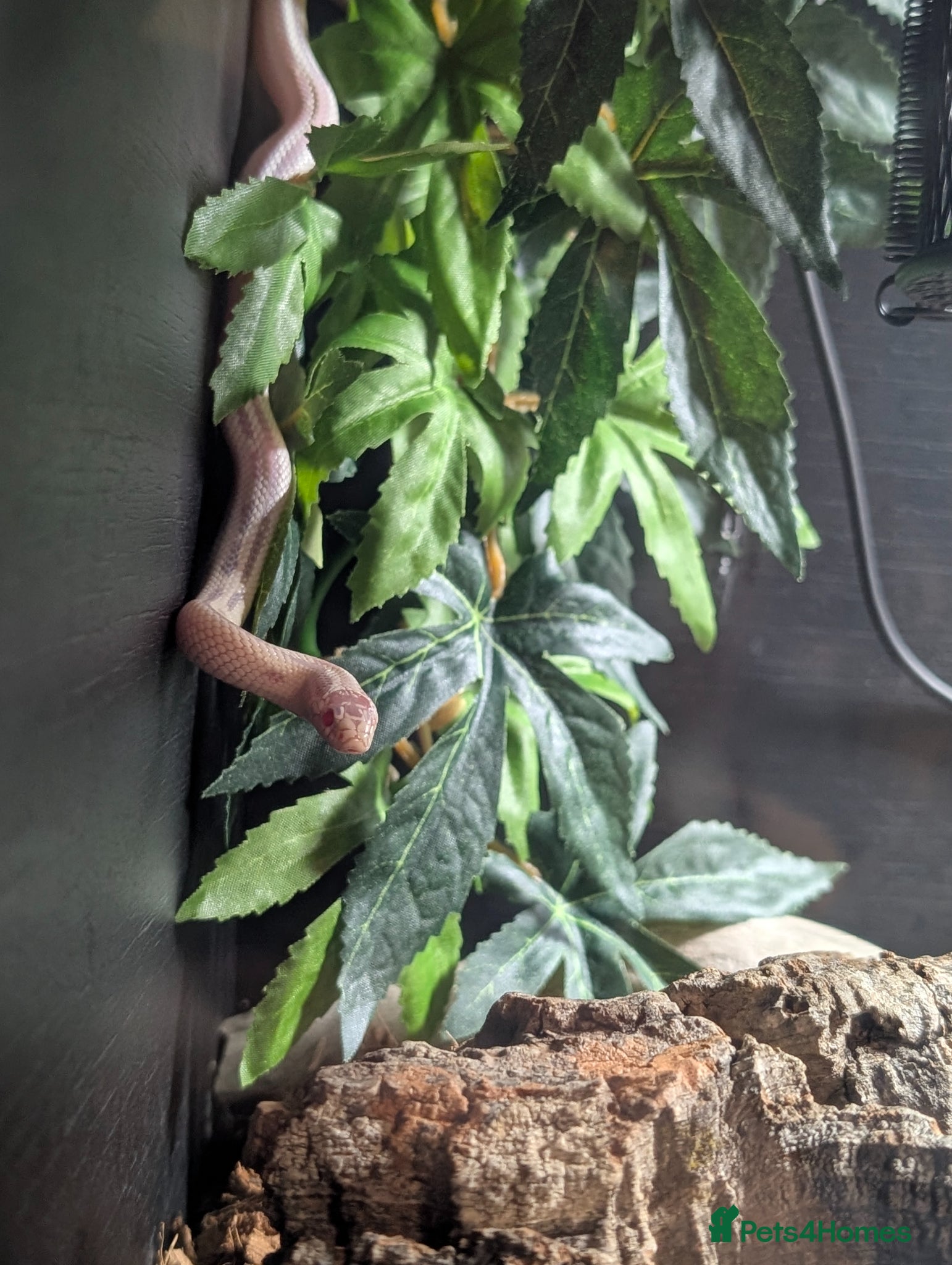 King Snake reptiles Albino California King Snake  - Advert 1
