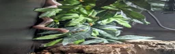 King Snake reptiles for sale: Albino California King Snake  - Advert 1