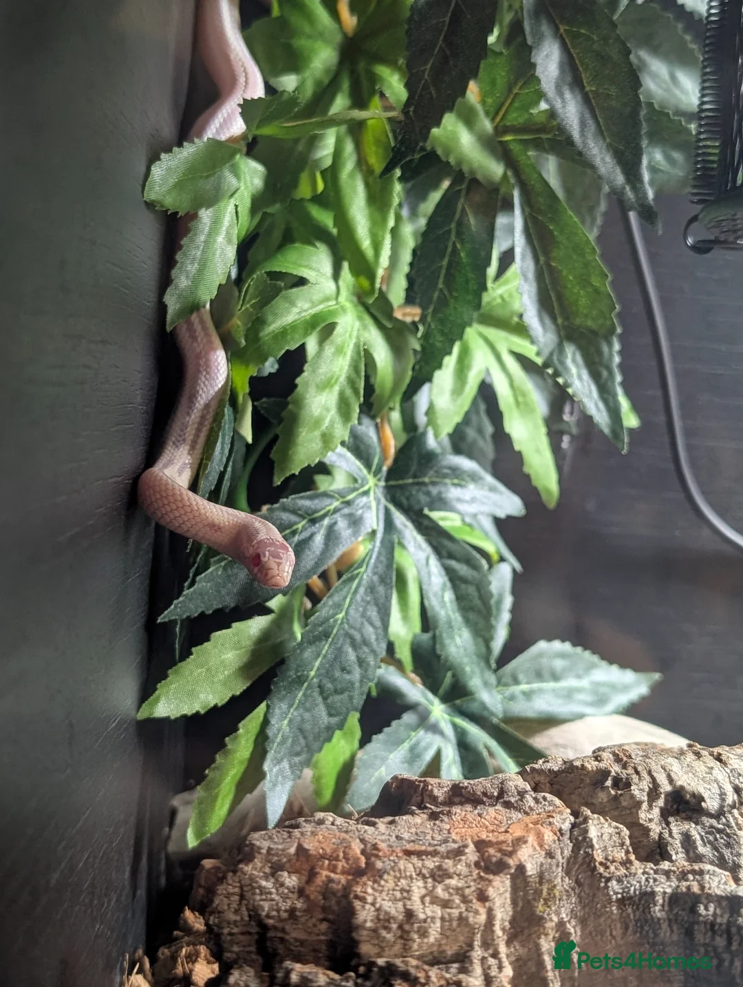 King Snake reptiles for sale: Albino California King Snake  - Advert 1