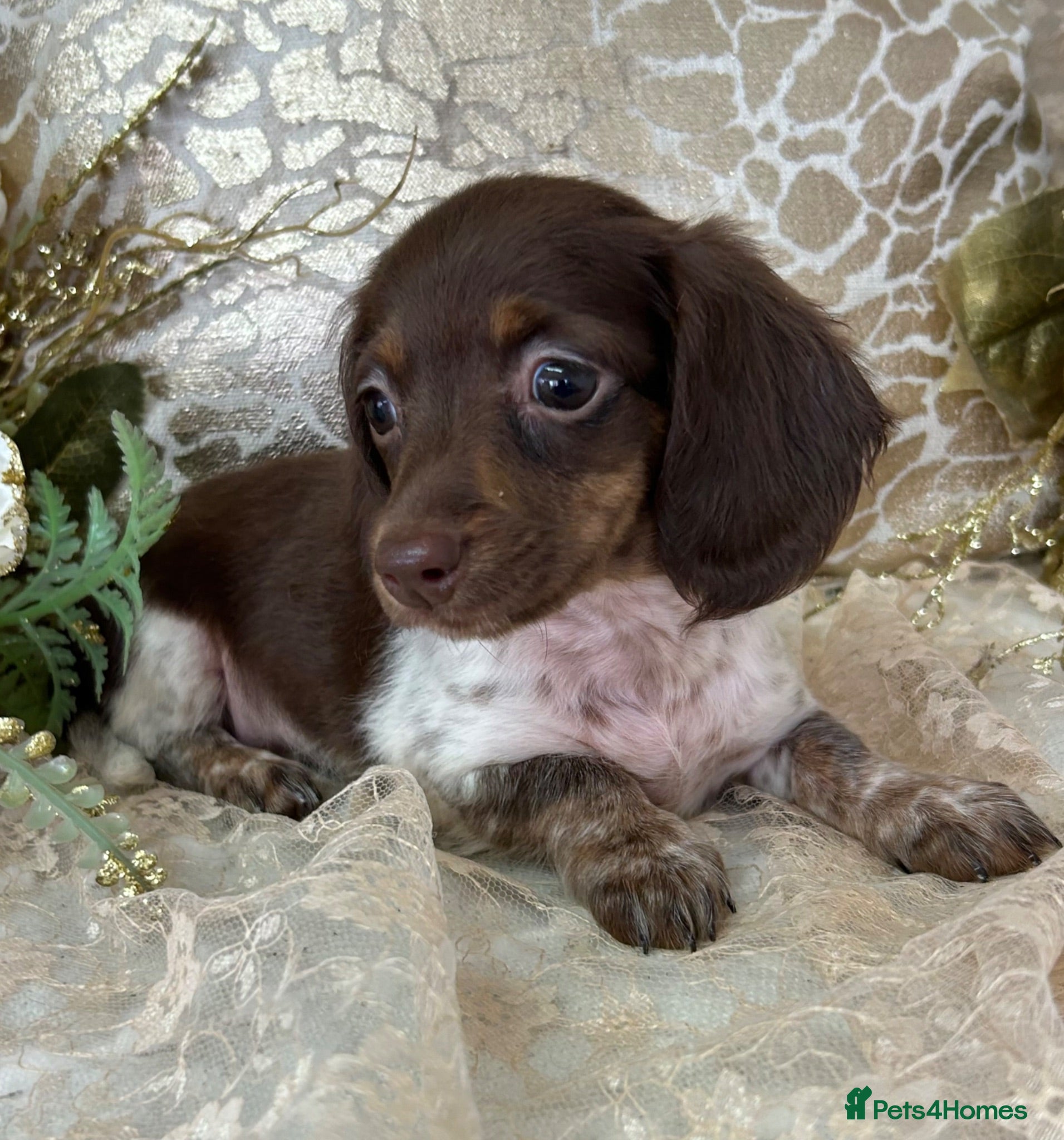 Miniature Dachshund dogs KC Miniature Dachshund Puppies - Advert 1
