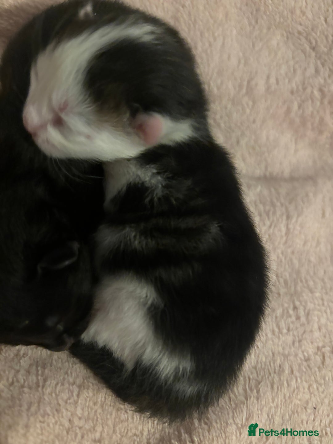 Domestic Shorthair cats for sale: 3 male kittens  - Image 6