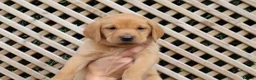 Labrador Retriever dogs for sale: Beautiful KC Registered Labrador Puppies - Advert 21