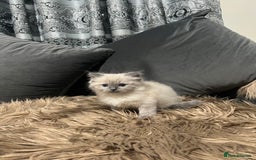 Ragdoll cats for sale: Only 2 left Beautiful ragdoll kittens🌹😊 - Image 4