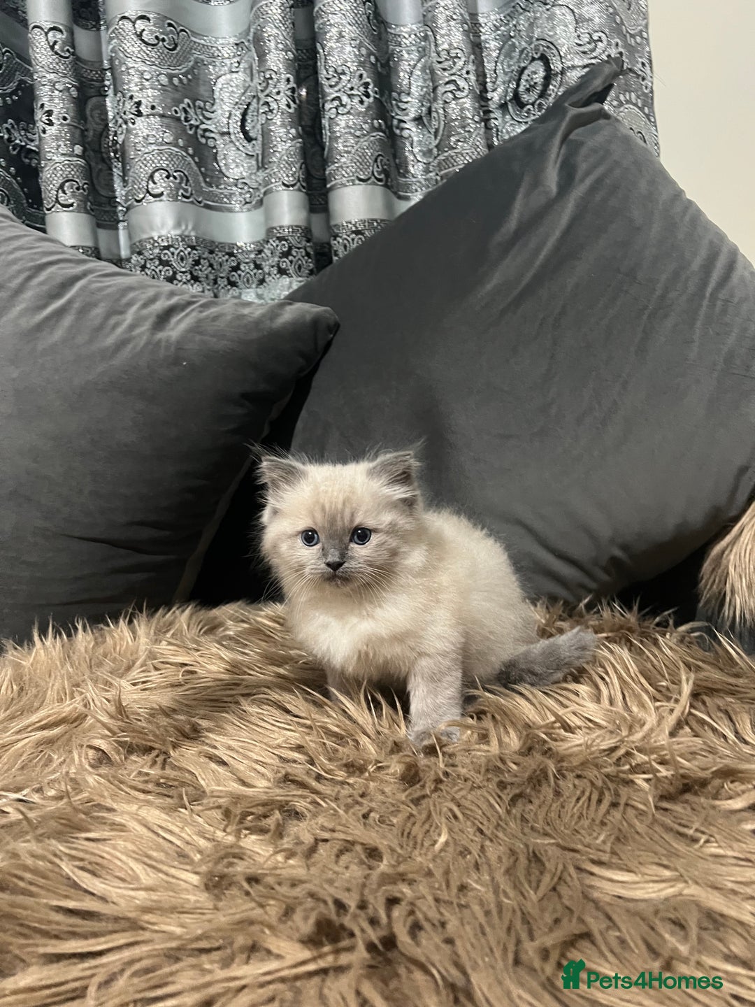 Ragdoll cats for sale: Only 2 left Beautiful ragdoll kittens🌹😊 - Image 4