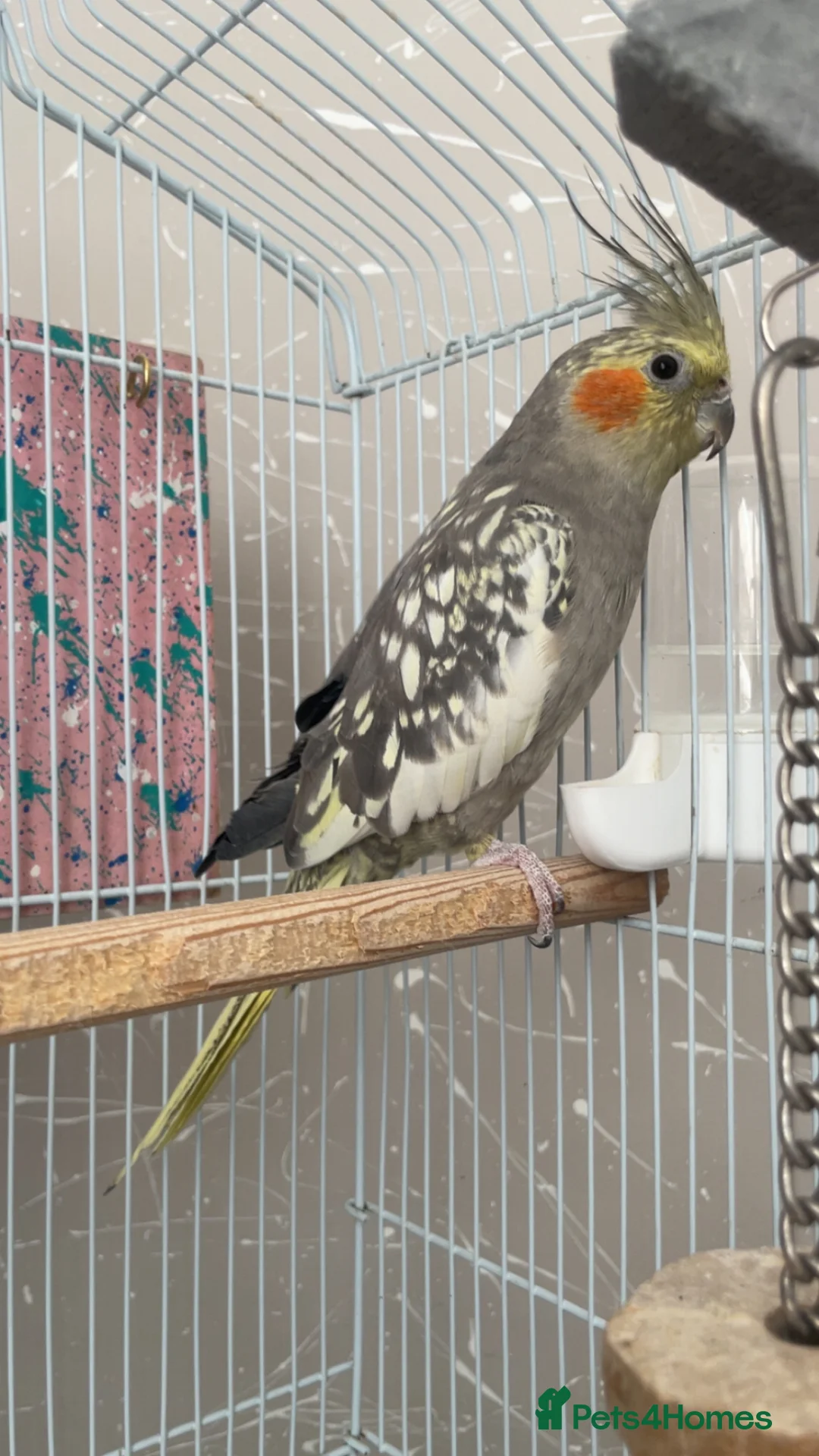 Cockatiels birds for sale: Beautiful cockatiels  - Advert 1