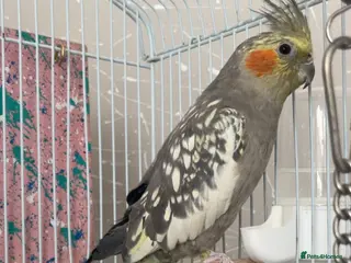 Cockatiels birds Beautiful cockatiels - Advert 4