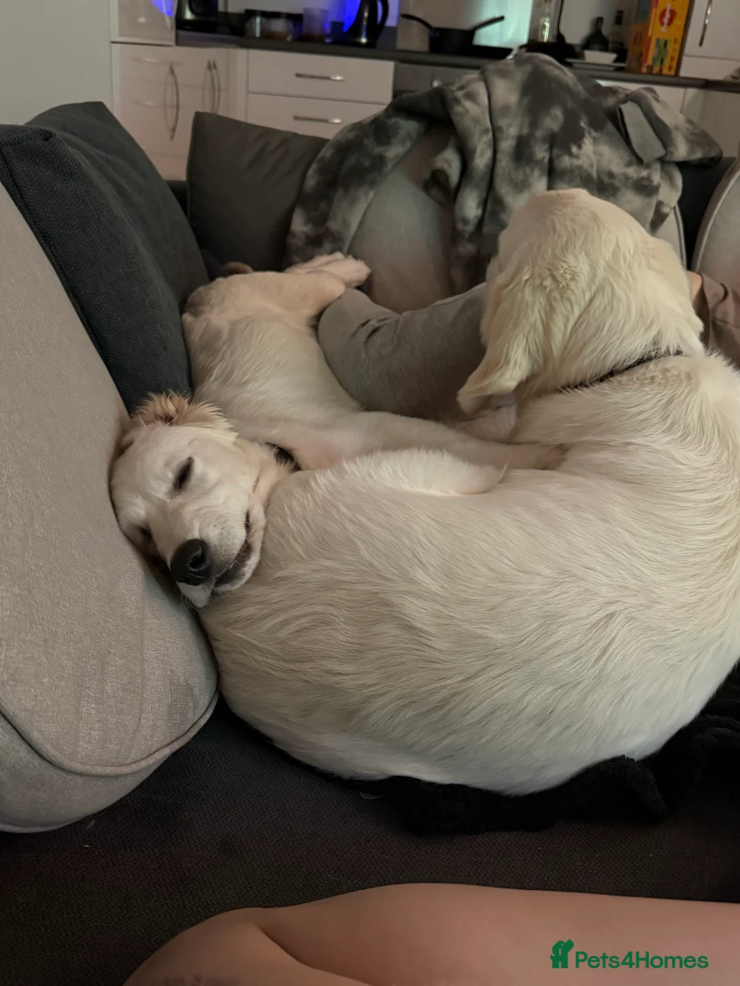 Golden Retriever dogs for sale: 2 Male golden retrievers for rehoming - Advert 3