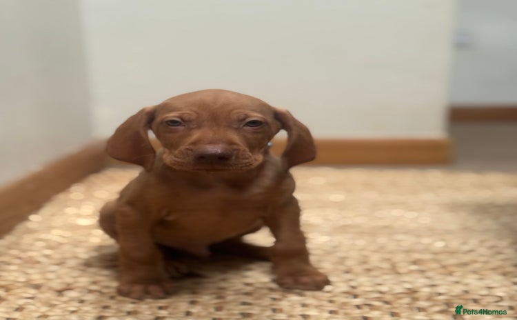 Hungarian Vizsla dogs - Advert 4