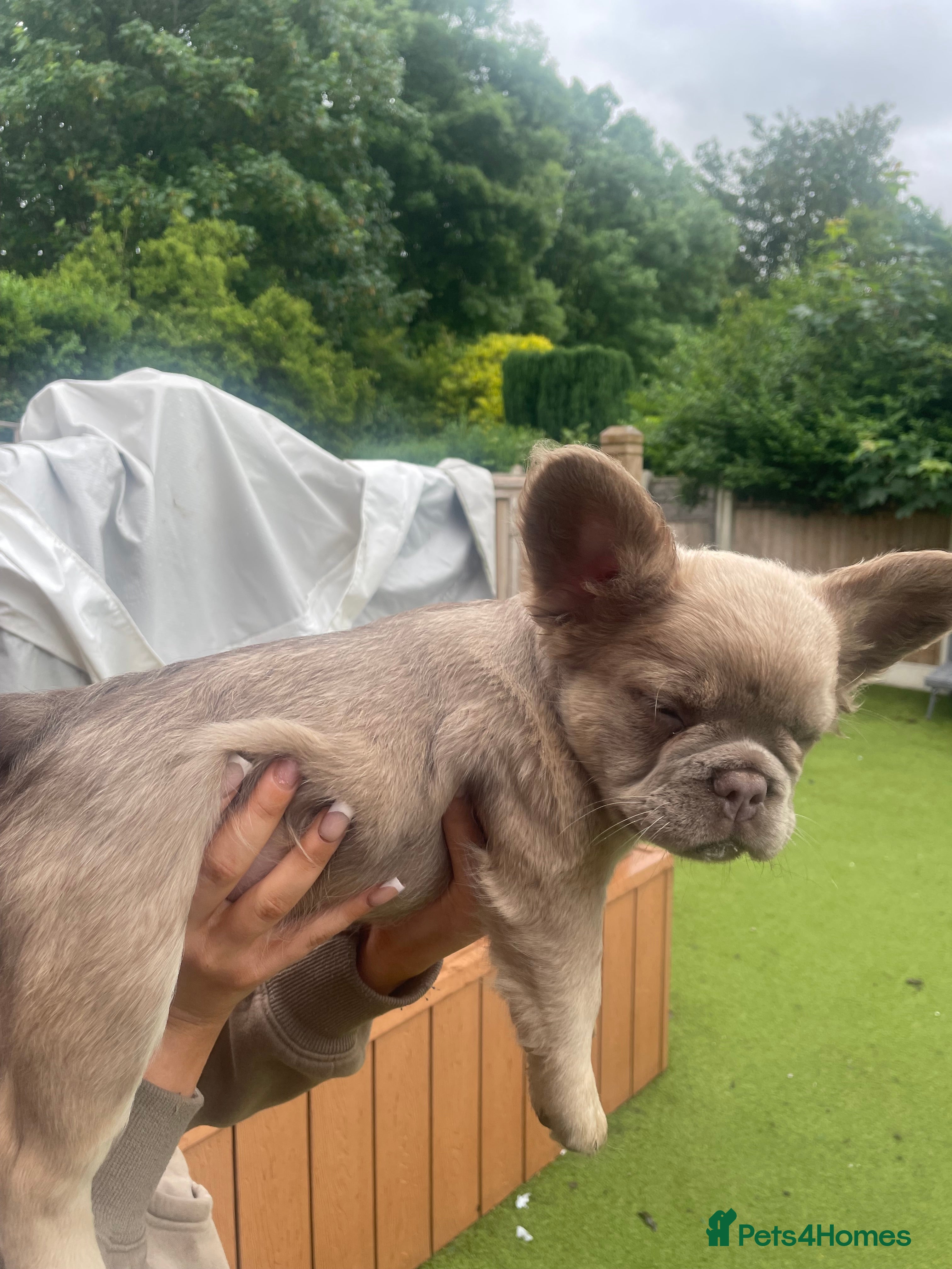 French Bulldog dogs Long-Haired French Bulldog Boys | Pink Gene - Advert 2