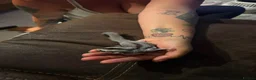 Sugar Glider rodents for sale: Sugar glider - Advert 1