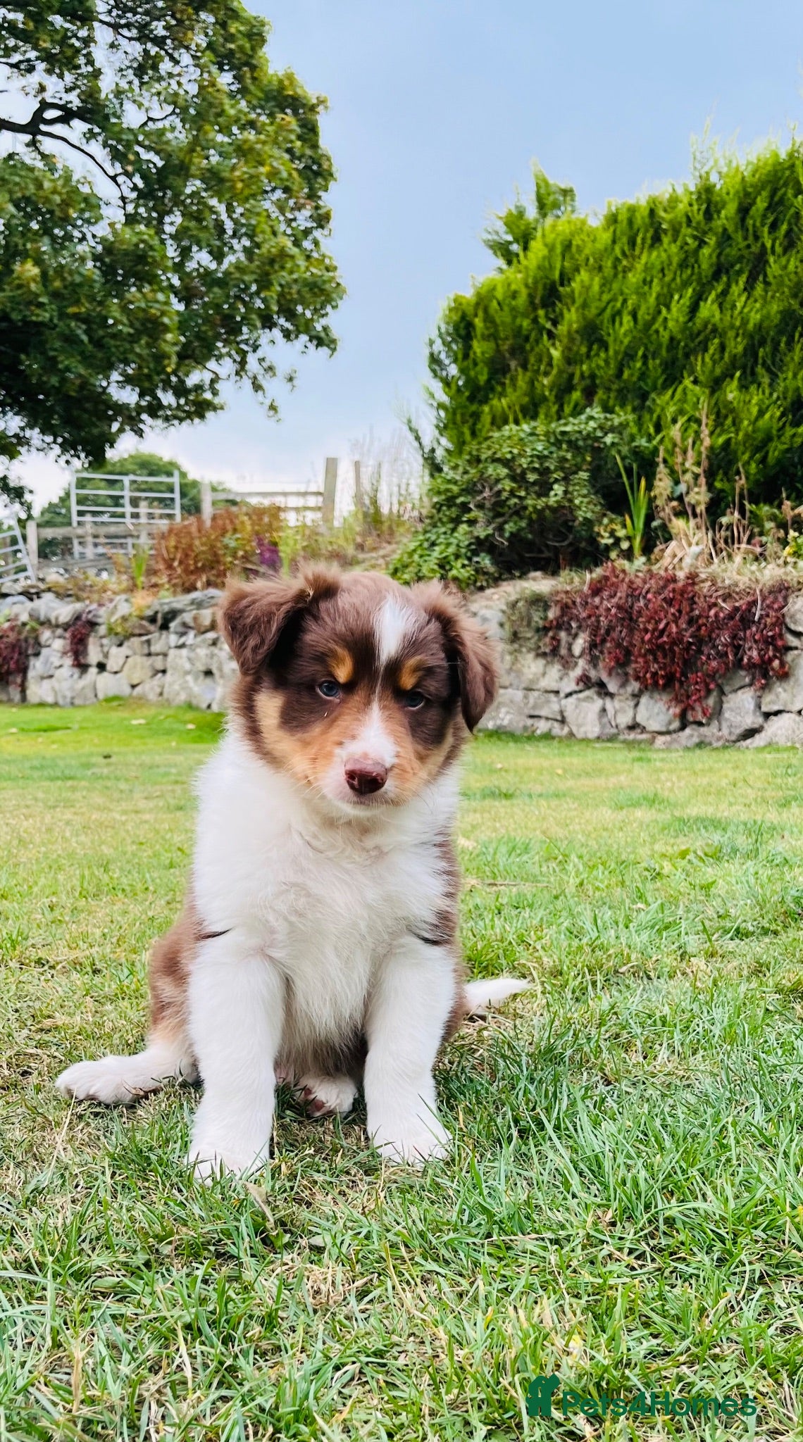 Border Collie dogs Adorable Border Collie Puppies for sale - Advert 1