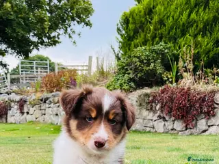 Border Collie dogs Adorable Border Collie Puppies for sale - Advert 1