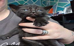 Bombay cats for sale: Female kitten - Image 2