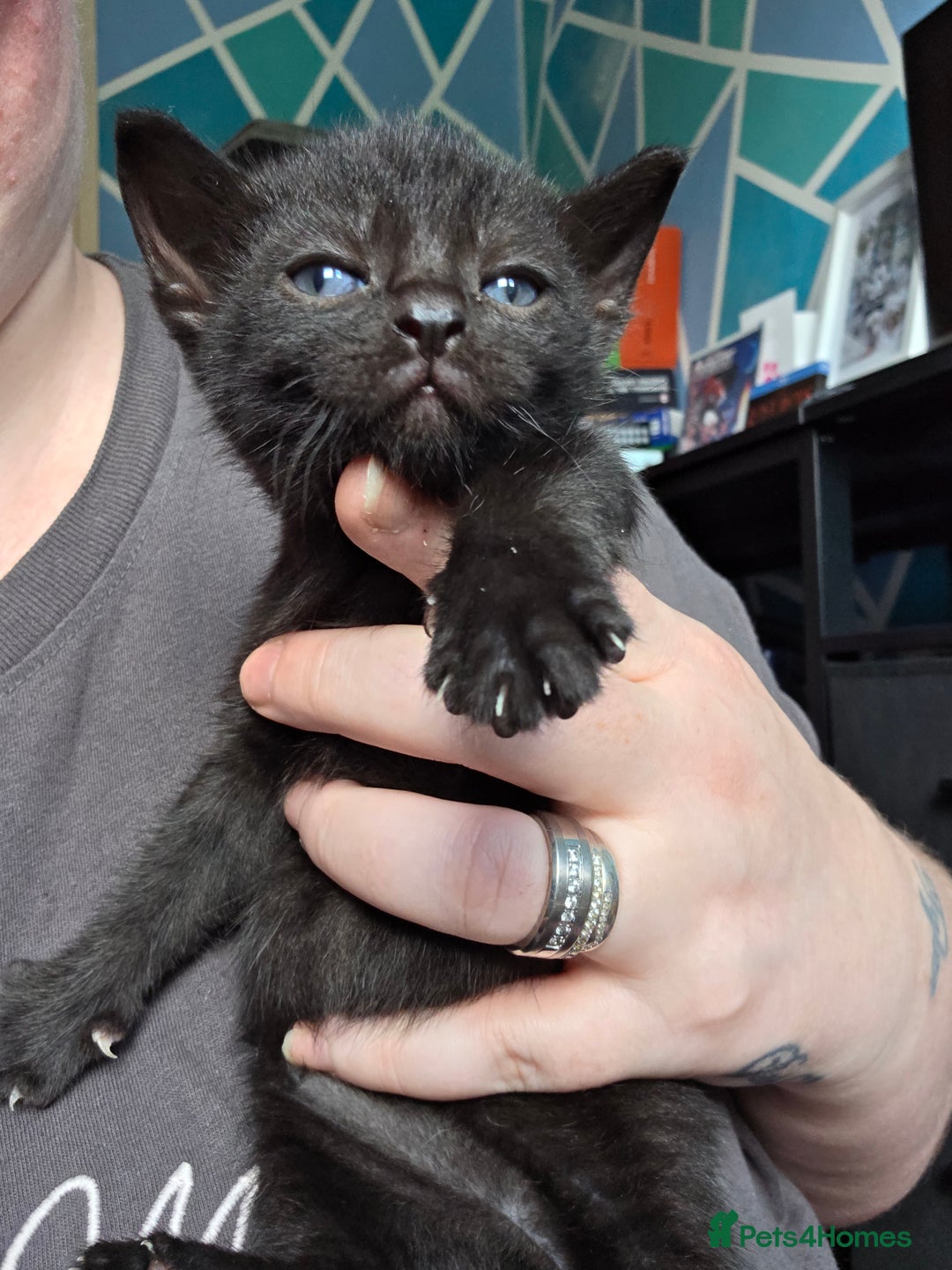 Bombay cats for sale: Female kitten - Image 2
