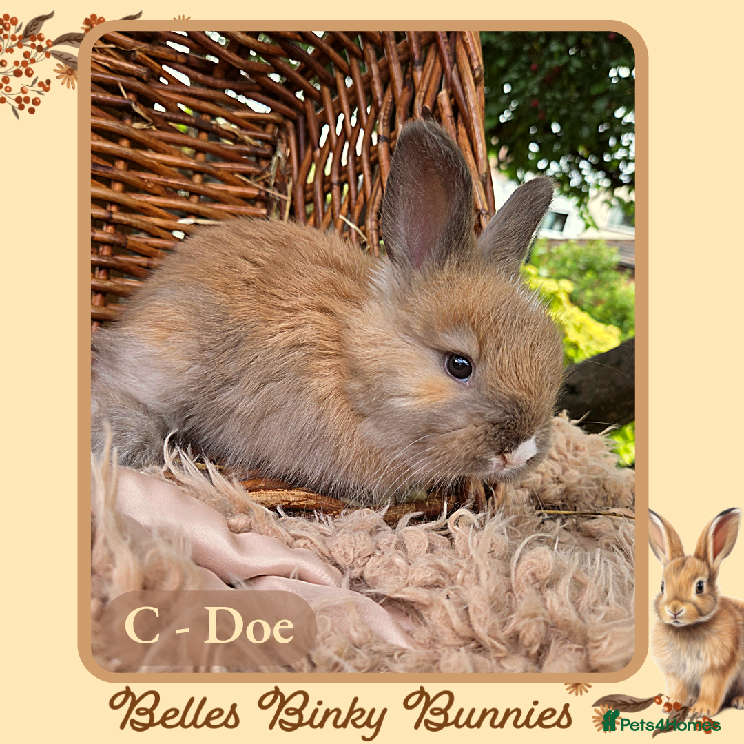 Angora rabbits for sale: 🧡 Pure Bred Angora Babies 🧡 For Reserve - Image 8