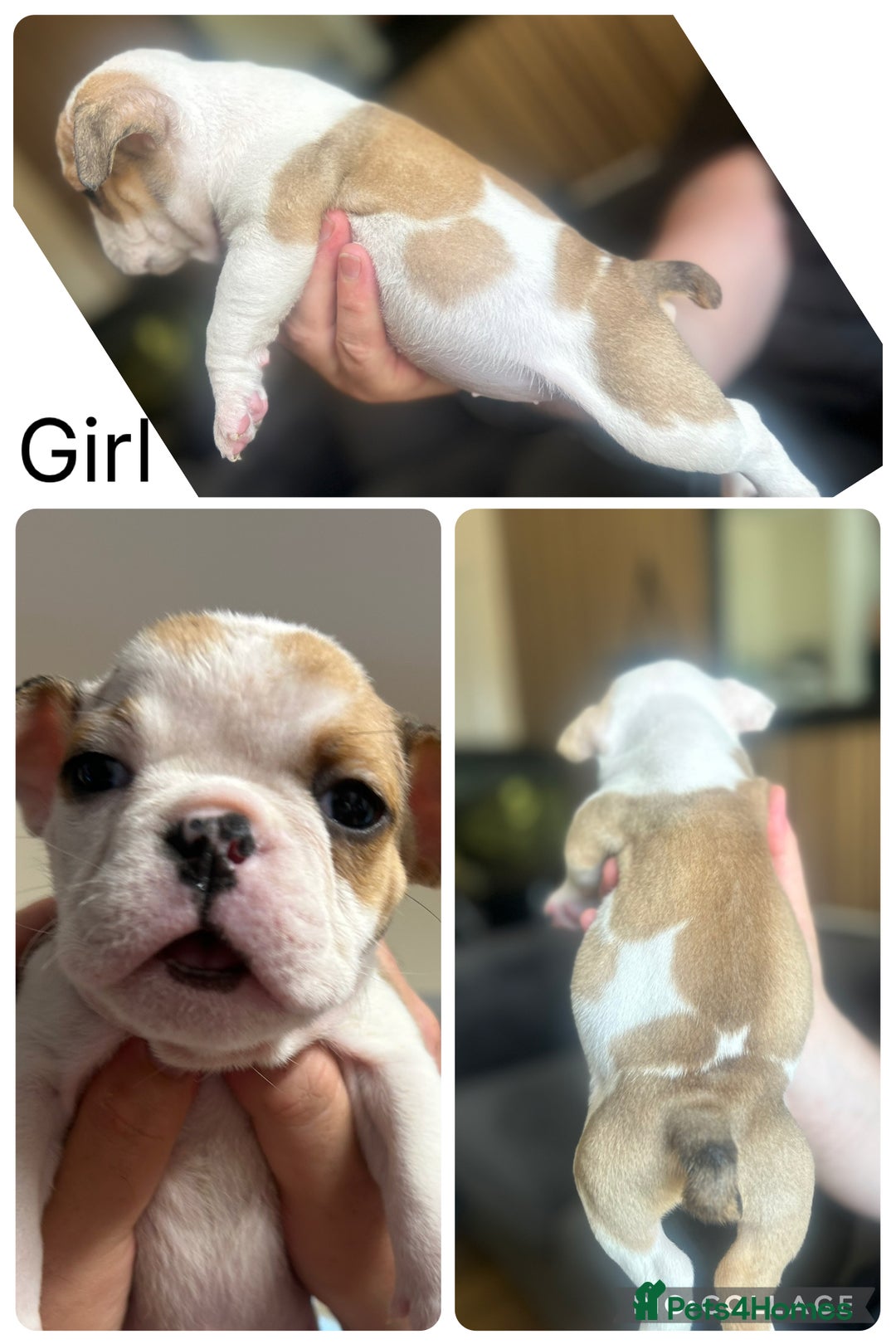 English Bulldog dogs for sale: English bulldogs  - Image 4