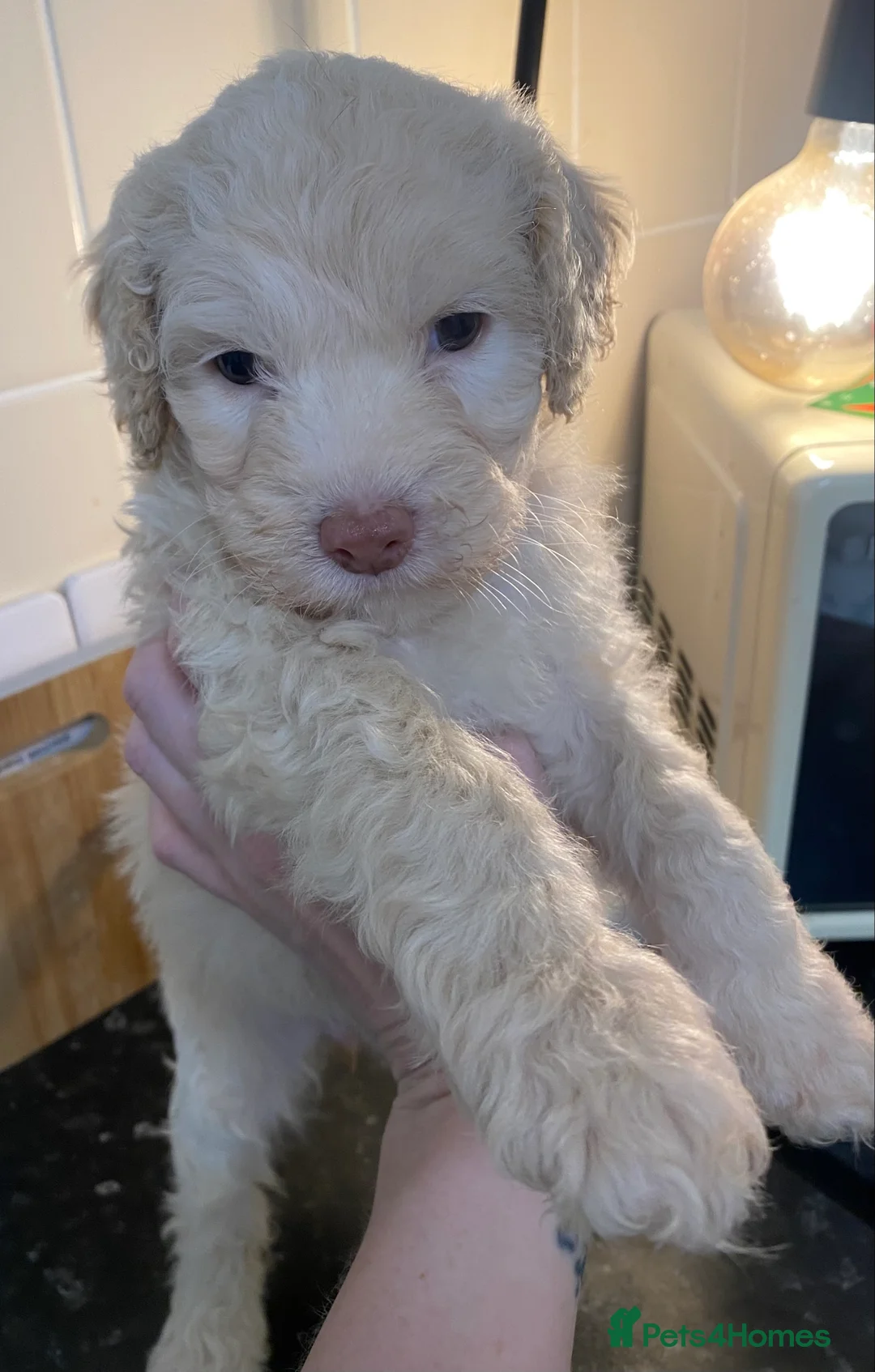 Cockapoo dogs for sale: Beautiful F2 Cockapoo puppies 🏡🐶  - Advert 2