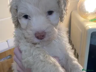 Cockapoo dogs Beautiful F2 Cockapoo puppies 🏡🐶 - Advert 1