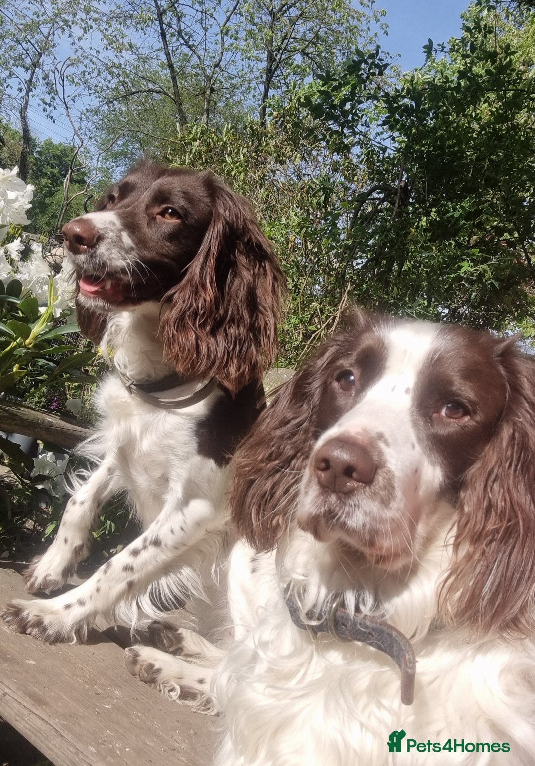English Springer Spaniel dogs for sale: English springer spaniel puppies  - Image 16