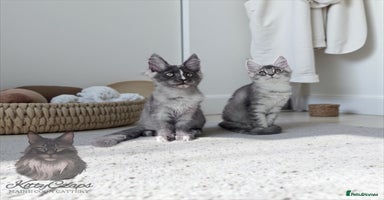 Maine Coon cats - Advert 11