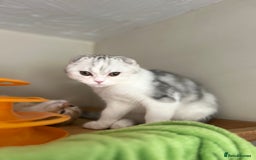 Scottish Fold cats for sale: Beautiful Scottish fold baby’s  in Reading - Image 9