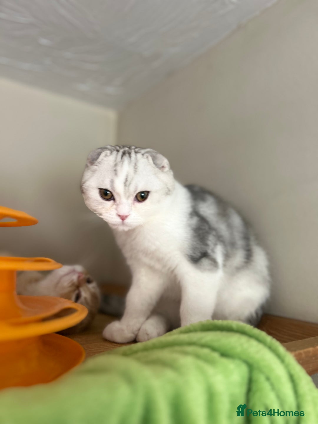 Scottish Fold cats for sale: Beautiful Scottish fold baby’s  in Reading - Image 9