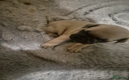 Pug dogs for sale: 4 beautiful pugs  - Image 21