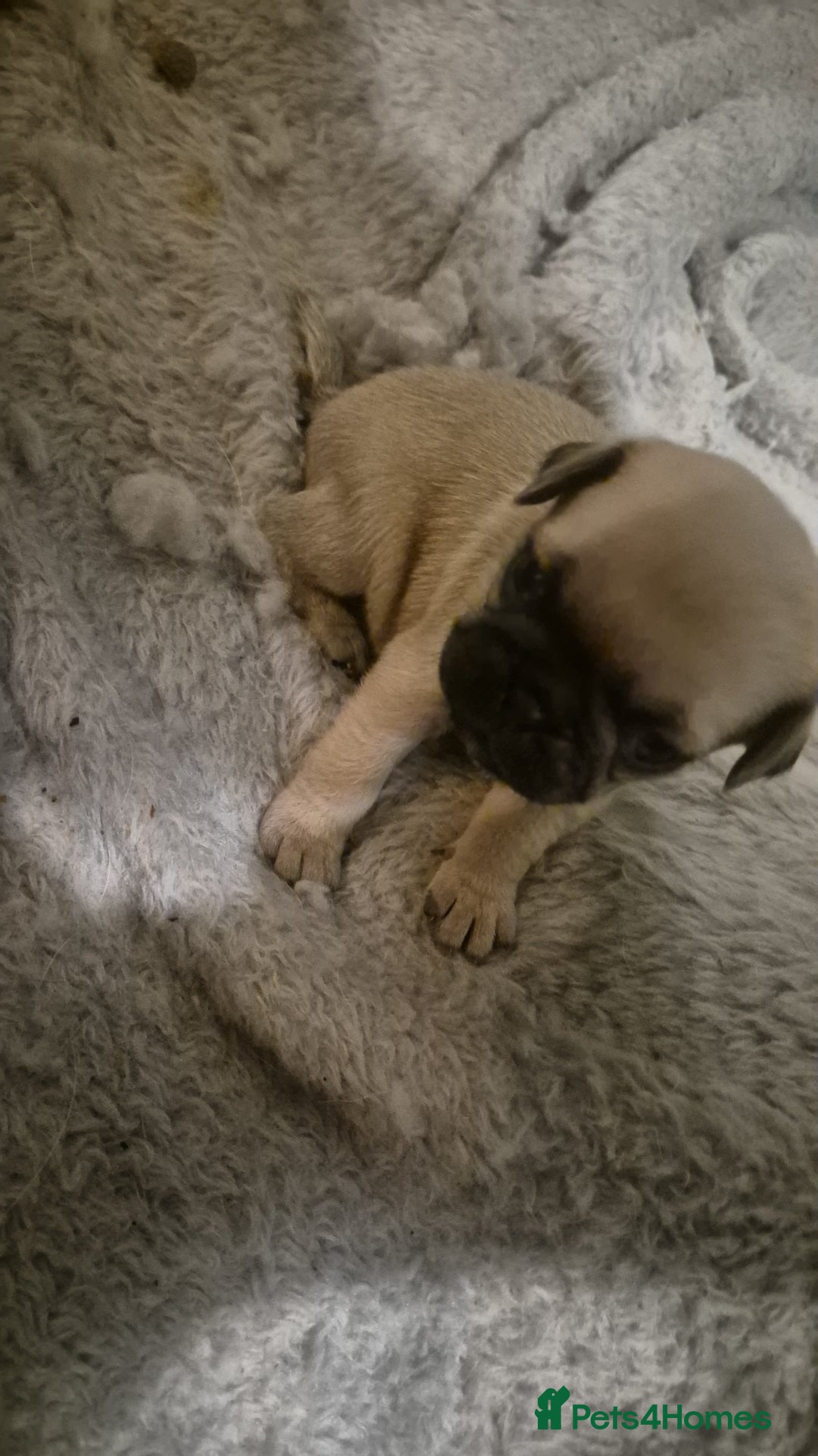Pug dogs for sale: 4 beautiful pugs  - Image 21