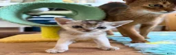 Abyssinian cats for sale: Gorgeous Abyssinian kittens - Advert 16