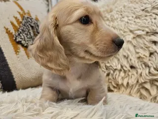 Miniature Dachshund dogs Cream Longhaired miniature dachshunds - Advert 18