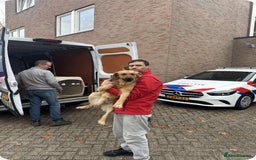 Mixed Breed dogs for adoption: Wonderful NEVADO - Advert 4