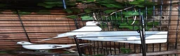 Doves birds for sale: White/pied Diamond Doves - Advert 2