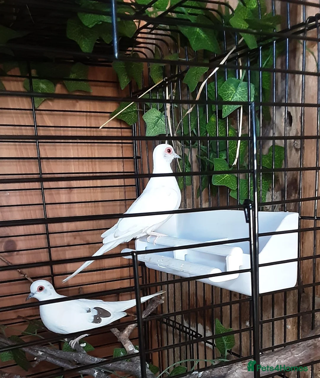 Doves birds for sale: White/pied Diamond Doves - Advert 2