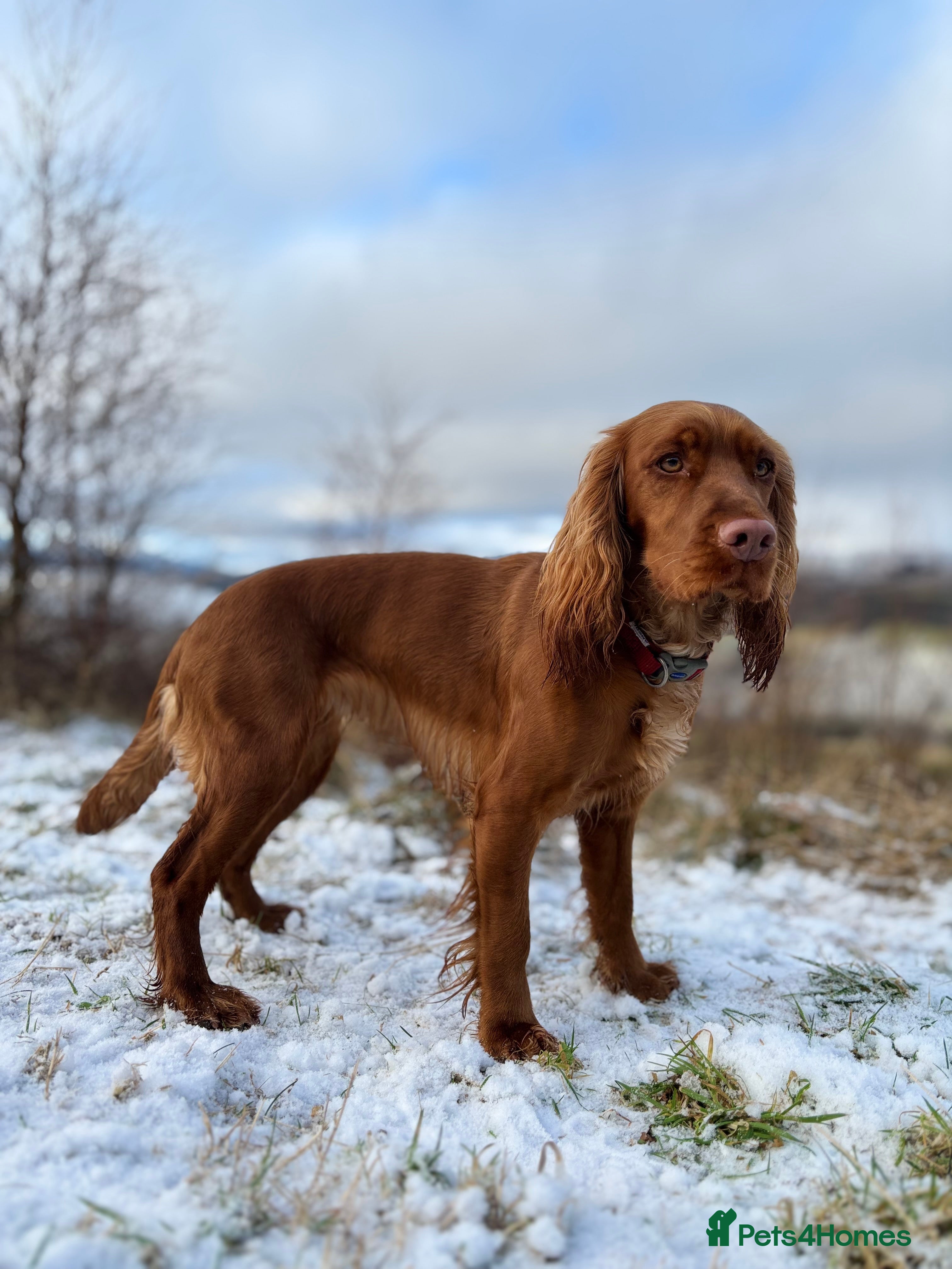 Cocker Spaniel dogs Cocker spaniel - Advert 3
