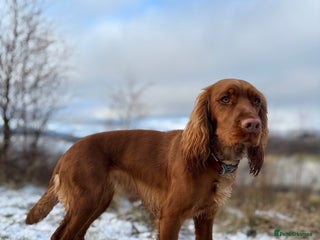 Cocker Spaniel dogs Cocker spaniel - Advert 15