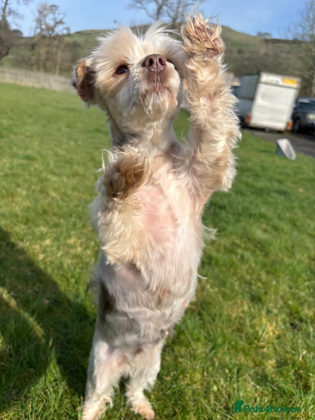 Yorkshire Terrier dogs Female chocolate sable Yorkie, Biewer terrier - Advert 2