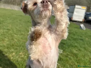 Yorkshire Terrier dogs Female chocolate sable Yorkie, Biewer terrier - Advert 2