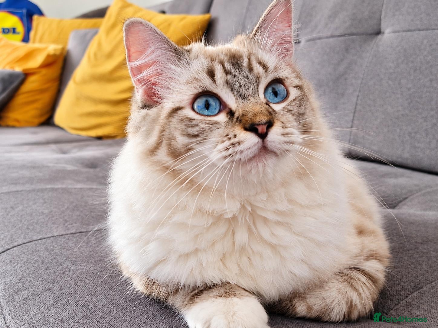 Ragdoll cats Stunning FIFe Pedigree Ragdoll Boys 💙 - Advert 4