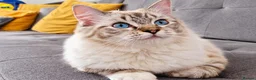 Ragdoll cats for sale: Stunning FIFe Pedigree Ragdoll Boys 💙 - Advert 1