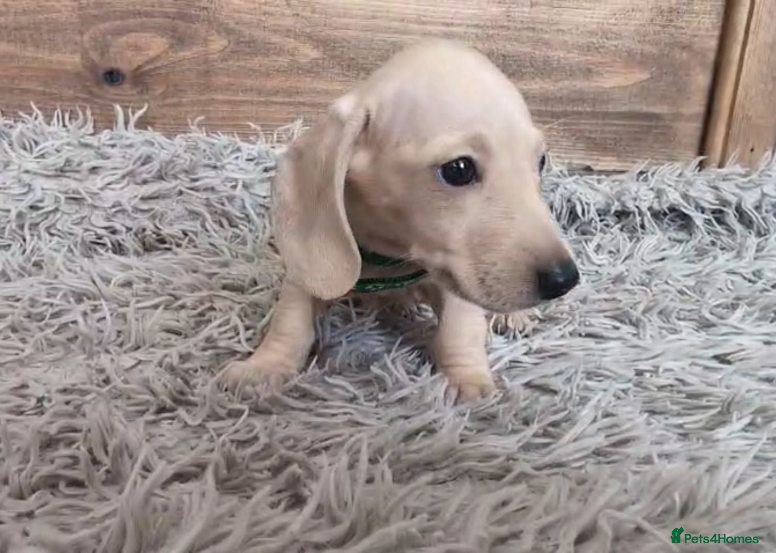 Miniature Dachshund dogs 🐾 Beautiful Miniature Dachshund Puppies 🐾 - Advert 1
