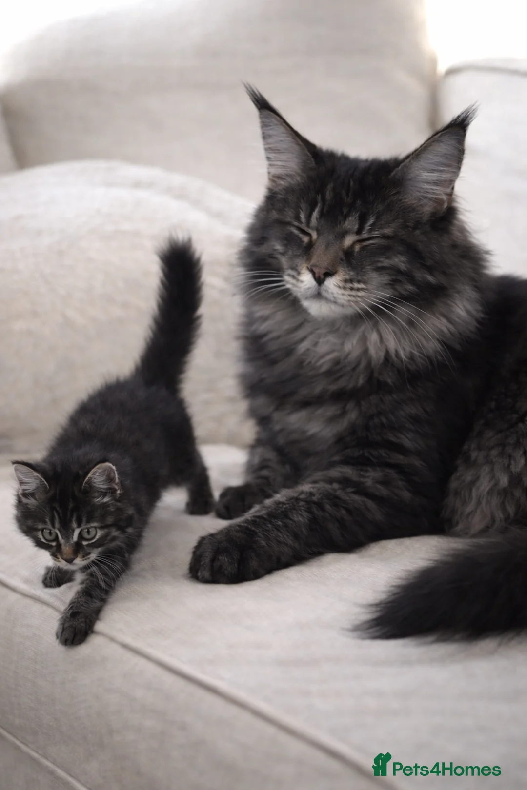 Maine Coon cats for sale: 1 Boy Left-Stunning Maine Coon&British Shorthair - Advert 3
