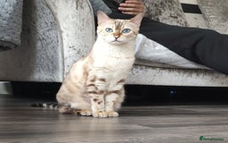 Bengal cats for sale: Snow Bengal 6 years old  - Image 1