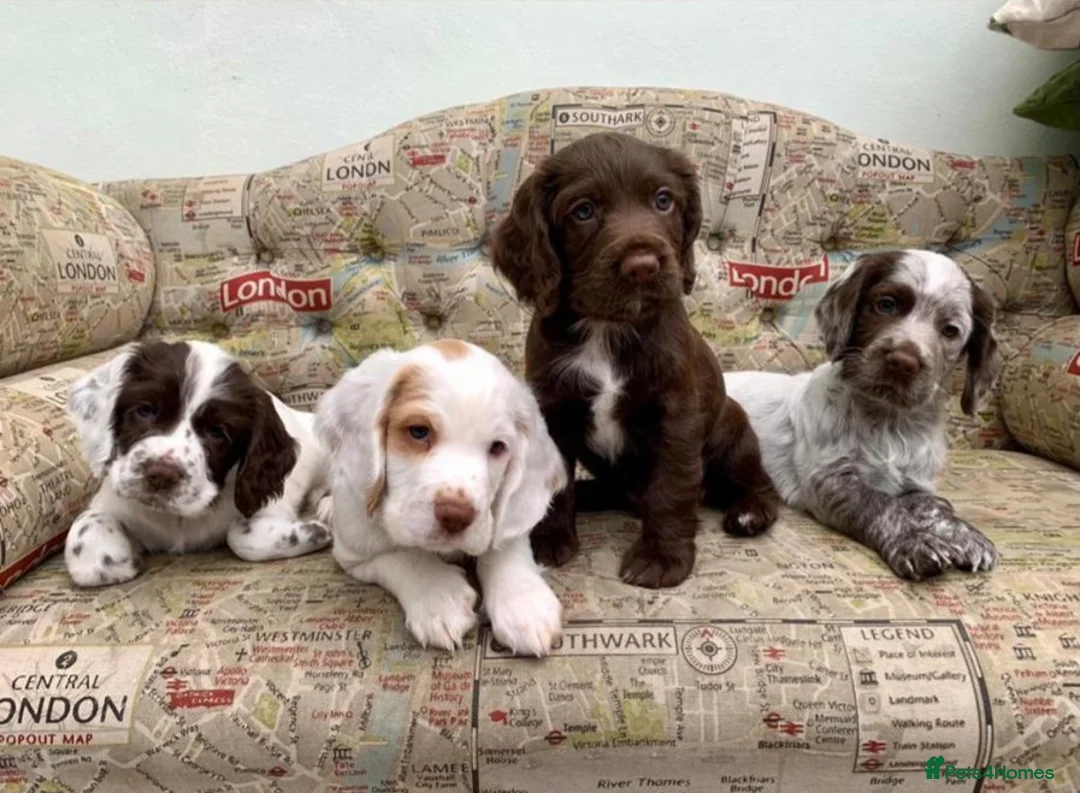 Cocker Spaniel dogs for stud: KC reg Working Cocker Spaniel for Stud in Cambridge - Advert 10