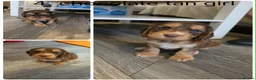Cocker Spaniel dogs for sale: Beautiful cocker spaniel puppys - Advert 9