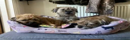Border Terrier dogs for sale: Border Terrier Puppies  - Advert 4