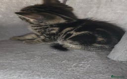 Mixed Breed cats for sale: 5 Kittens for sale - Image 33