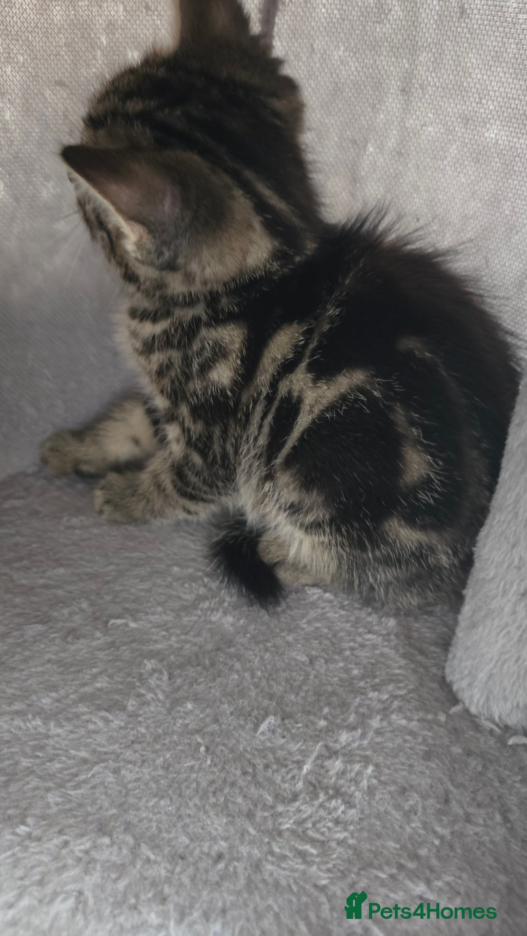 Mixed Breed cats for sale: 5 Kittens for sale - Image 33