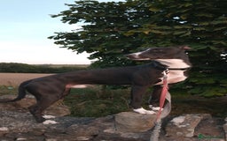 Lurcher dogs for stud: 🌟Luka is officially up for stud🌟 - Image 2