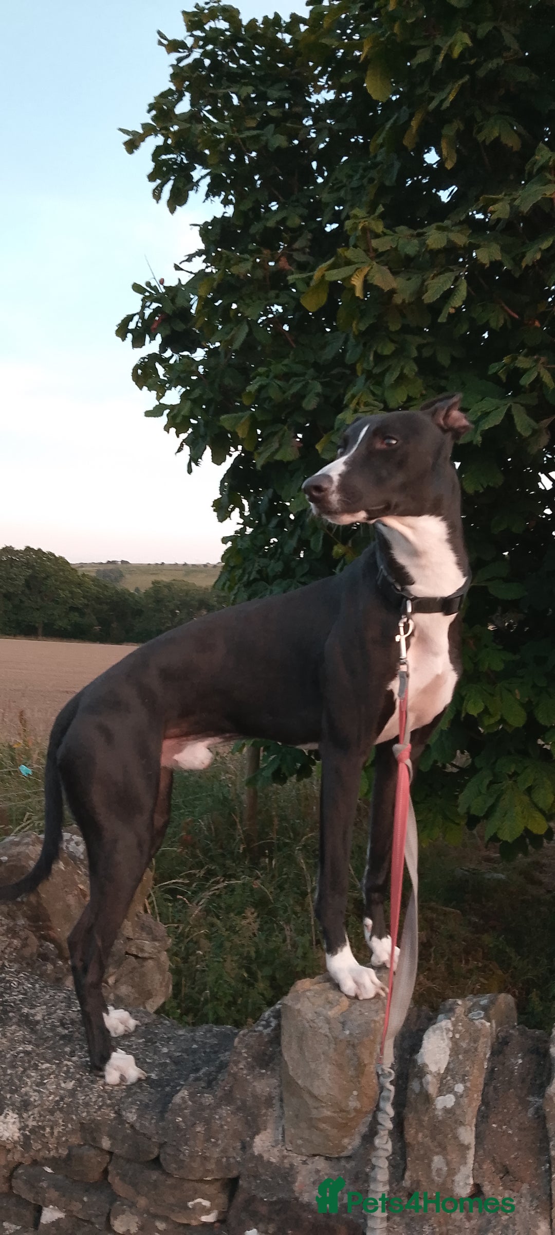 Lurcher dogs for stud: 🌟Luka is officially up for stud🌟 - Image 2